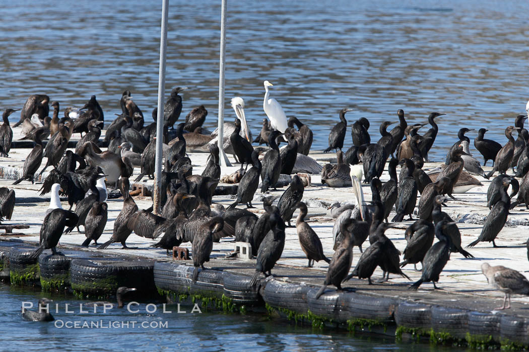 Bait dock, covered with seabirds. San Diego, California, USA, natural history stock photograph, photo id 21482