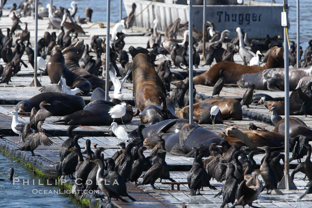 Bait dock, covered with seabirds and California sea lions., natural history stock photograph, photo id 21479