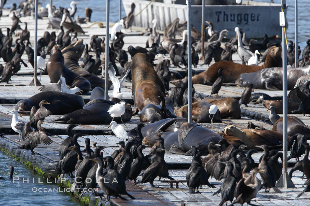 Bait dock, covered with seabirds and California sea lions. San Diego, USA, natural history stock photograph, photo id 21479