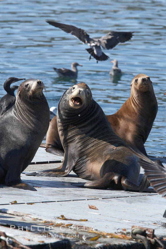 Bait dock, covered with seabirds and California sea lions. San Diego, USA, natural history stock photograph, photo id 21483