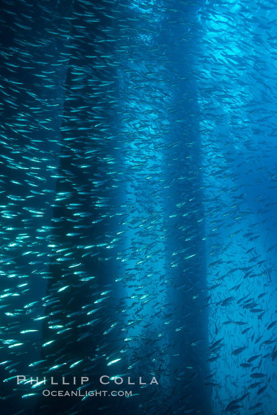 Bait fish schooling underneath Oil Rig Elly. Long Beach, California, USA, natural history stock photograph, photo id 31142