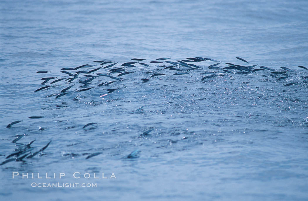 Baitfish breaking ocean surface, pursued from below, open ocean. San Diego, California, USA, natural history stock photograph, photo id 06262