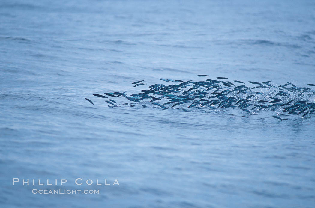 Baitfish breaking ocean surface, pursued from below, open ocean. San Diego, California, USA, natural history stock photograph, photo id 06260