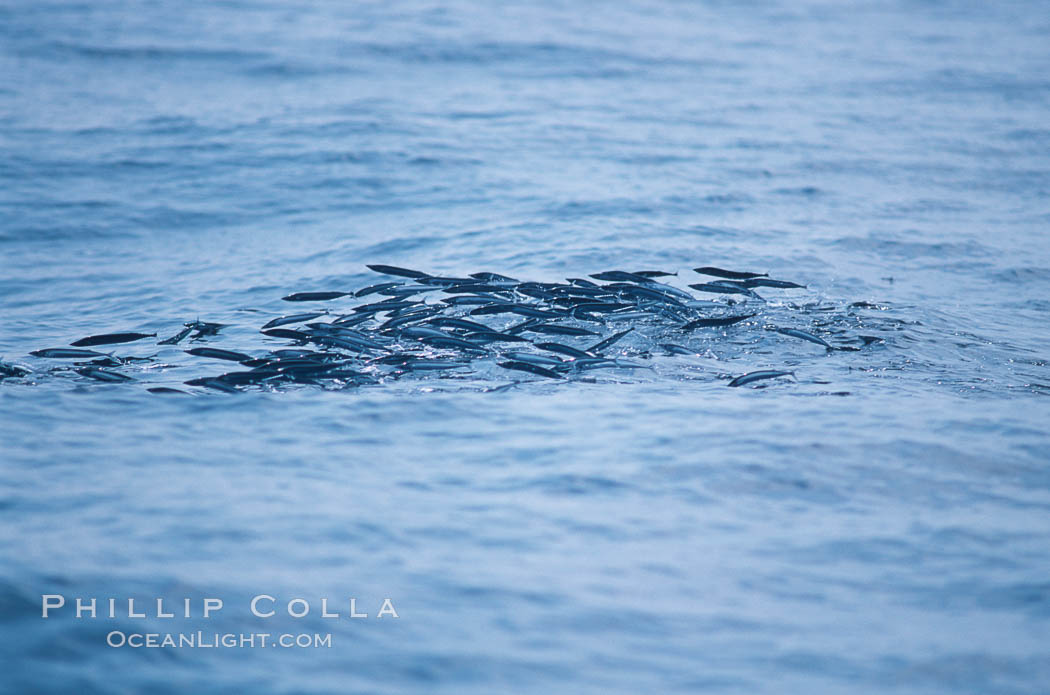 Baitfish breaking ocean surface, pursued from below, open ocean. San Diego, California, USA, natural history stock photograph, photo id 06263