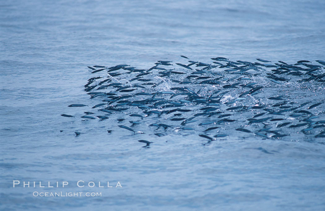 Baitfish breaking ocean surface, pursued from below, open ocean. San Diego, California, USA, natural history stock photograph, photo id 06261