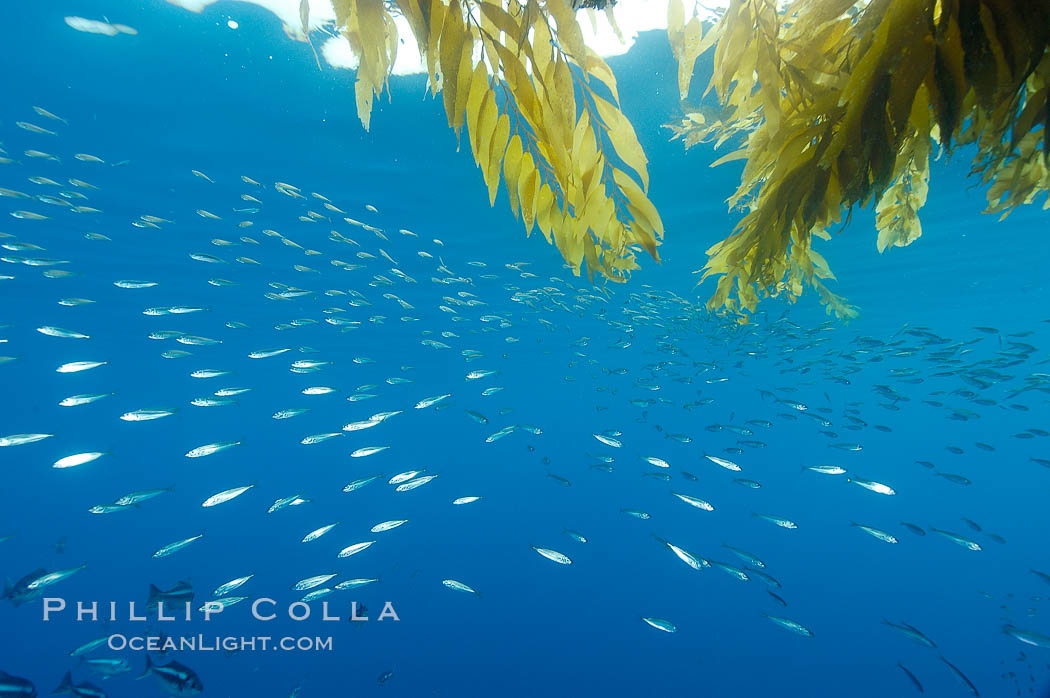 Baitfish schooling amid drift kelp, open ocean. San Diego, California, USA, natural history stock photograph, photo id 09998