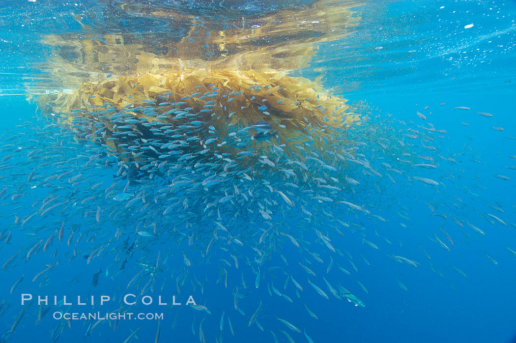 Baitfish schooling amid drift kelp, open ocean. San Diego, California, USA, natural history stock photograph, photo id 09997