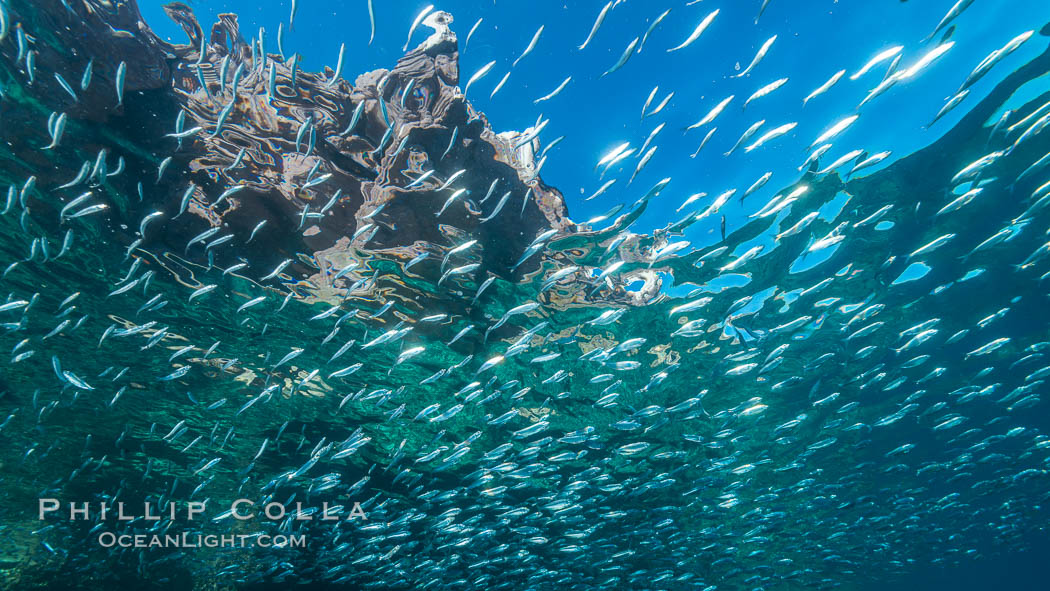 Baitfish schooling at the surface, Los Islotes, Sea of Cortez. Baja California, Mexico, natural history stock photograph, photo id 33791