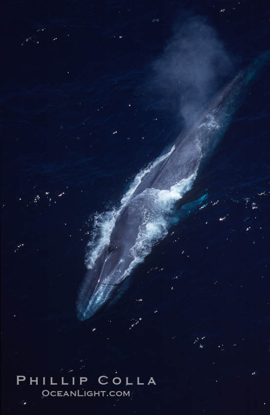 Blue whale, Baja California., Balaenoptera musculus, natural history stock photograph, photo id 03030