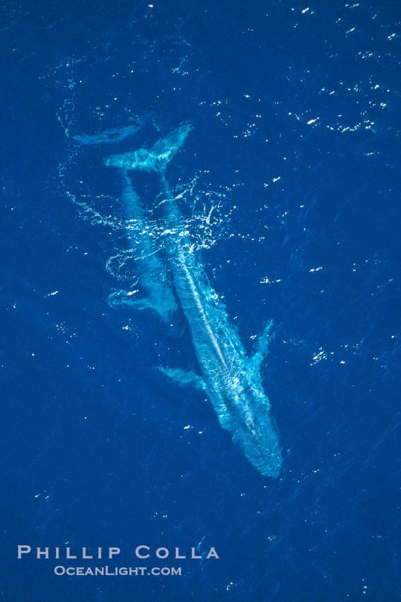 Blue whale mother and calf,  Baja California (Mexico)., Balaenoptera musculus, natural history stock photograph, photo id 03346