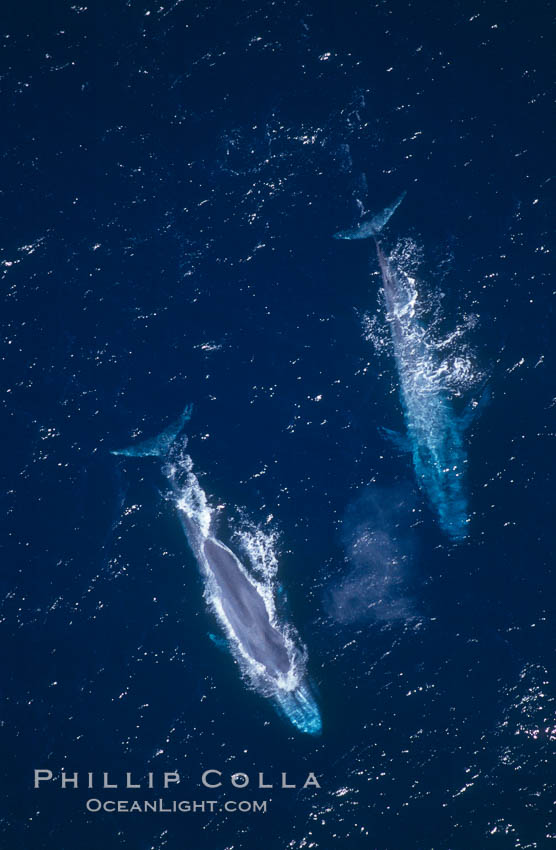 Blue whales surfacing,  Baja California (Mexico)., Balaenoptera musculus, natural history stock photograph, photo id 03362