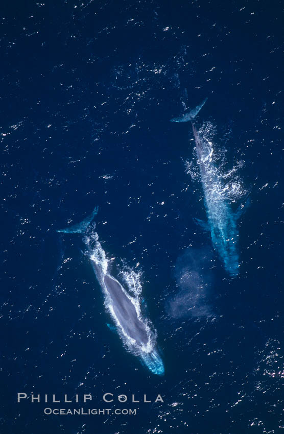 Blue whales surfacing, Baja California (Mexico), Balaenoptera musculus