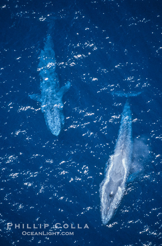 Blue whales surfacing,  Baja California (Mexico)., Balaenoptera musculus, natural history stock photograph, photo id 03366