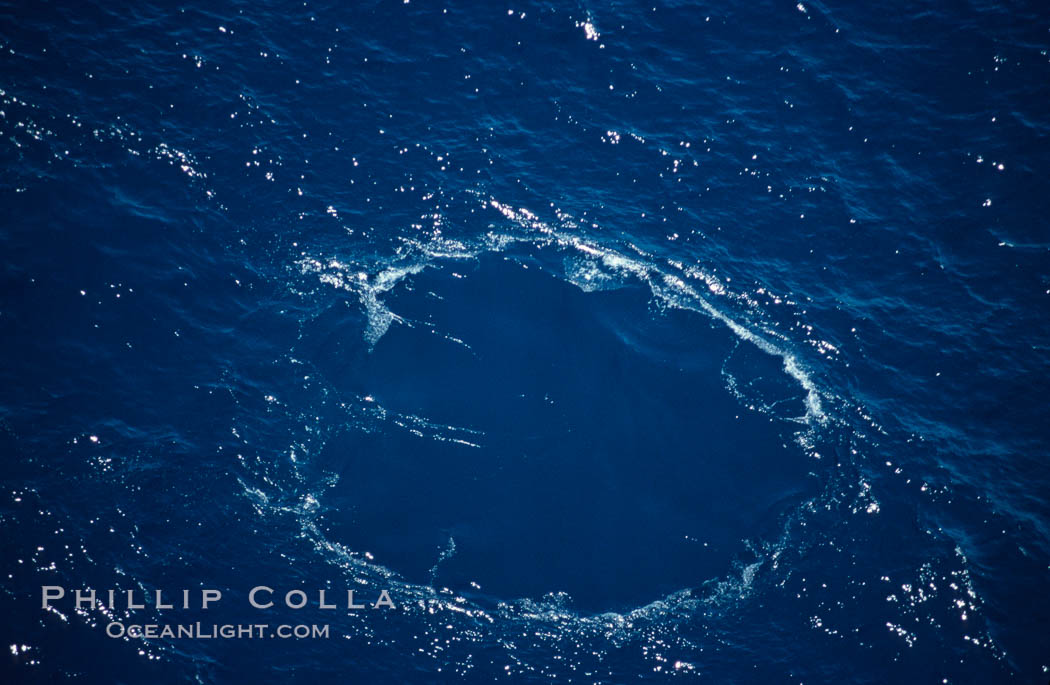 Blue whale footprint left behind by diving whale, Baja California., Balaenoptera musculus, natural history stock photograph, photo id 02312