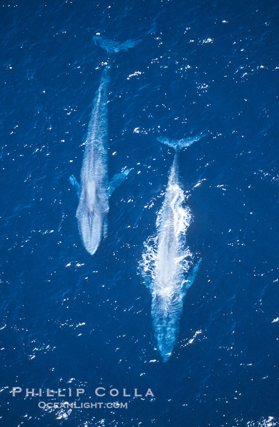 Blue whales surfacing,  Baja California (Mexico)., Balaenoptera musculus, natural history stock photograph, photo id 03348