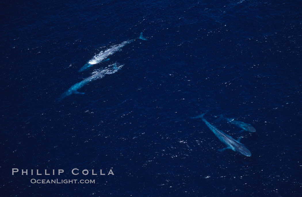 Blue whales: adult pair (upper left), mother/calf pair (lower right),  Baja California (Mexico)., Balaenoptera musculus, natural history stock photograph, photo id 03352