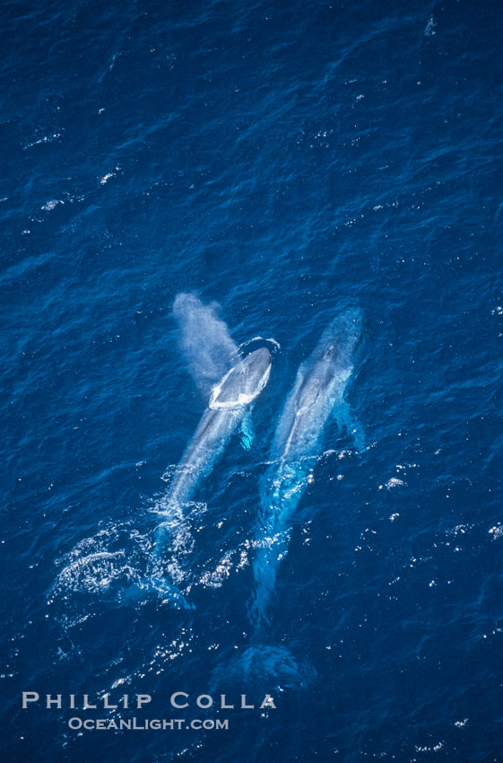 Blue whale mother and calf,  Baja California (Mexico)., Balaenoptera musculus, natural history stock photograph, photo id 03360