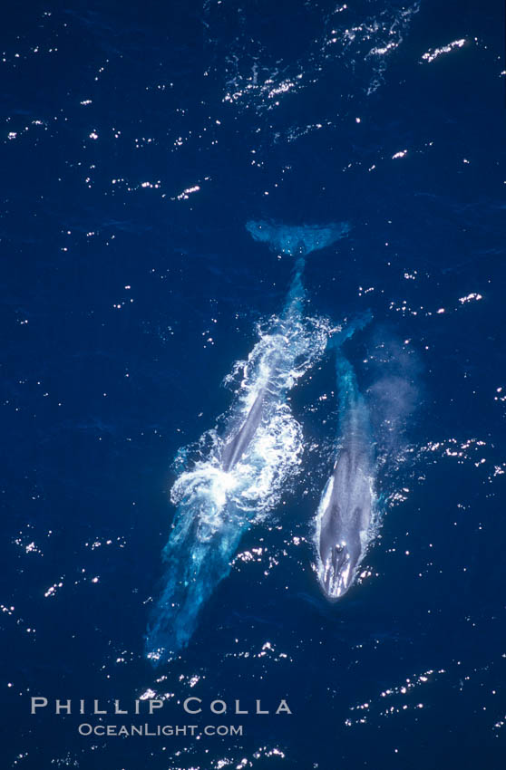 Blue whale mother and calf,  Baja California (Mexico)., Balaenoptera musculus, natural history stock photograph, photo id 03364