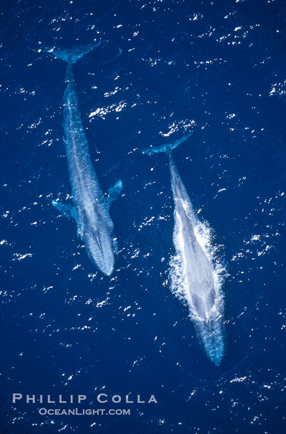 Blue whales surfacing,  Baja California (Mexico)., Balaenoptera musculus, natural history stock photograph, photo id 03347