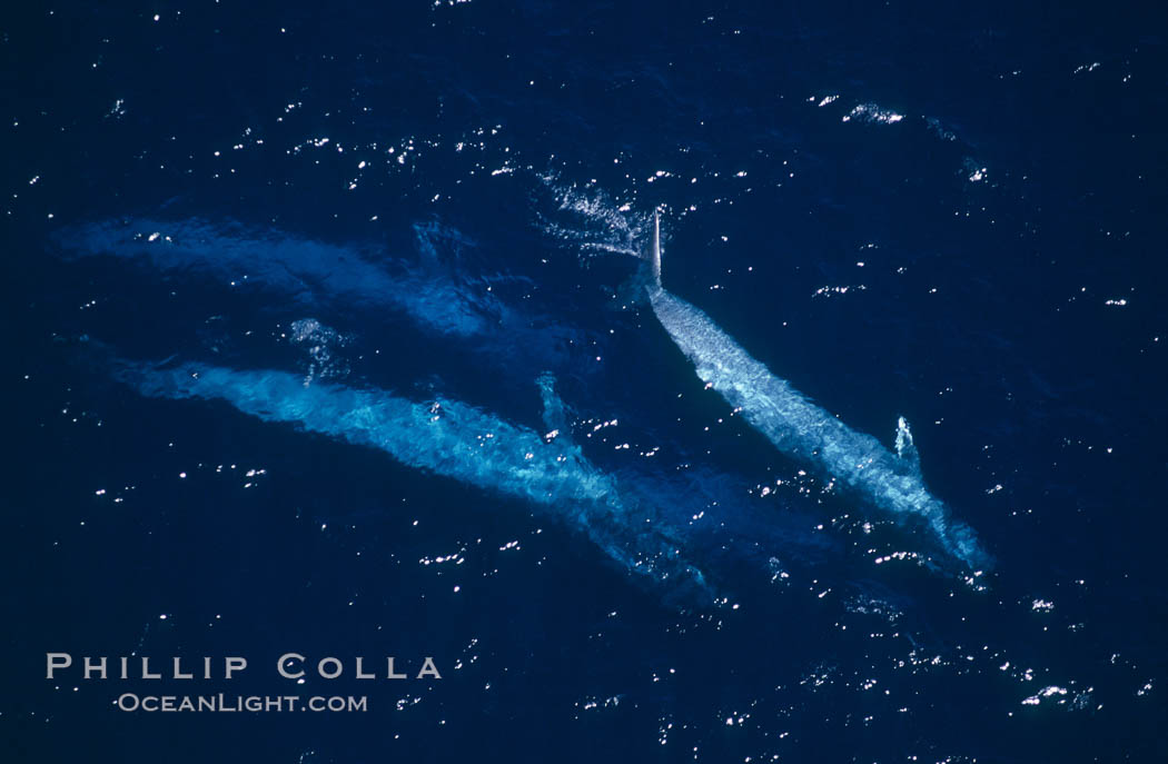 Four blue whales (including calf) socializing,  Baja California (Mexico)., Balaenoptera musculus, natural history stock photograph, photo id 03355