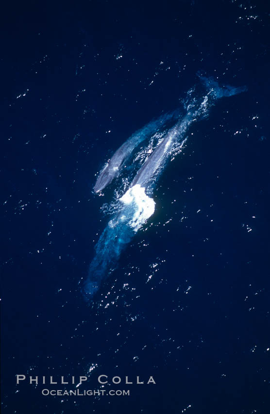Blue whale mother and calf,  Baja California (Mexico)., Balaenoptera musculus, natural history stock photograph, photo id 03359