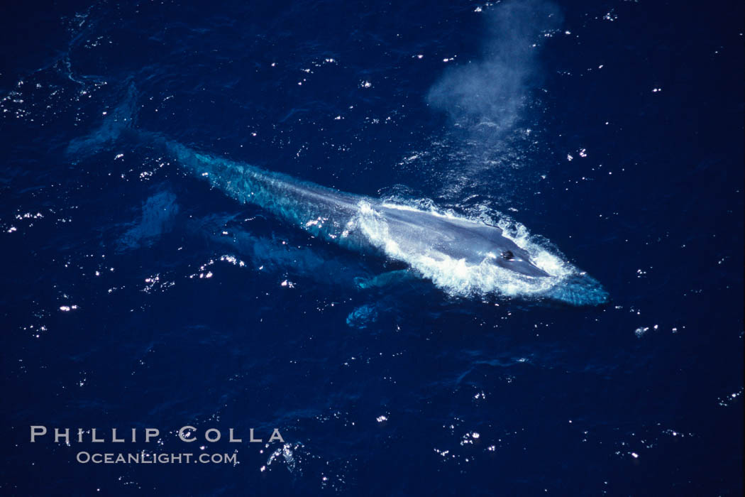 Blue whale mother (above) and calf (below), surfacing,  Baja California (Mexico)., Balaenoptera musculus, natural history stock photograph, photo id 03345