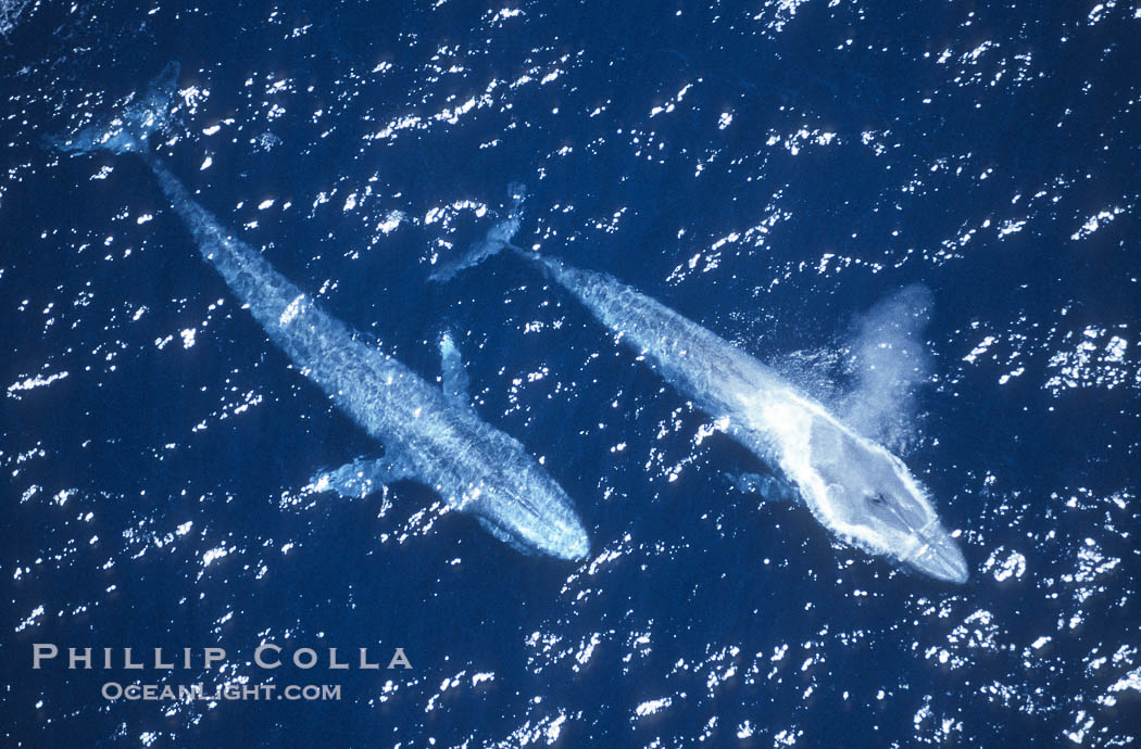 Blue whales surfacing,  Baja California (Mexico)., Balaenoptera musculus, natural history stock photograph, photo id 03349