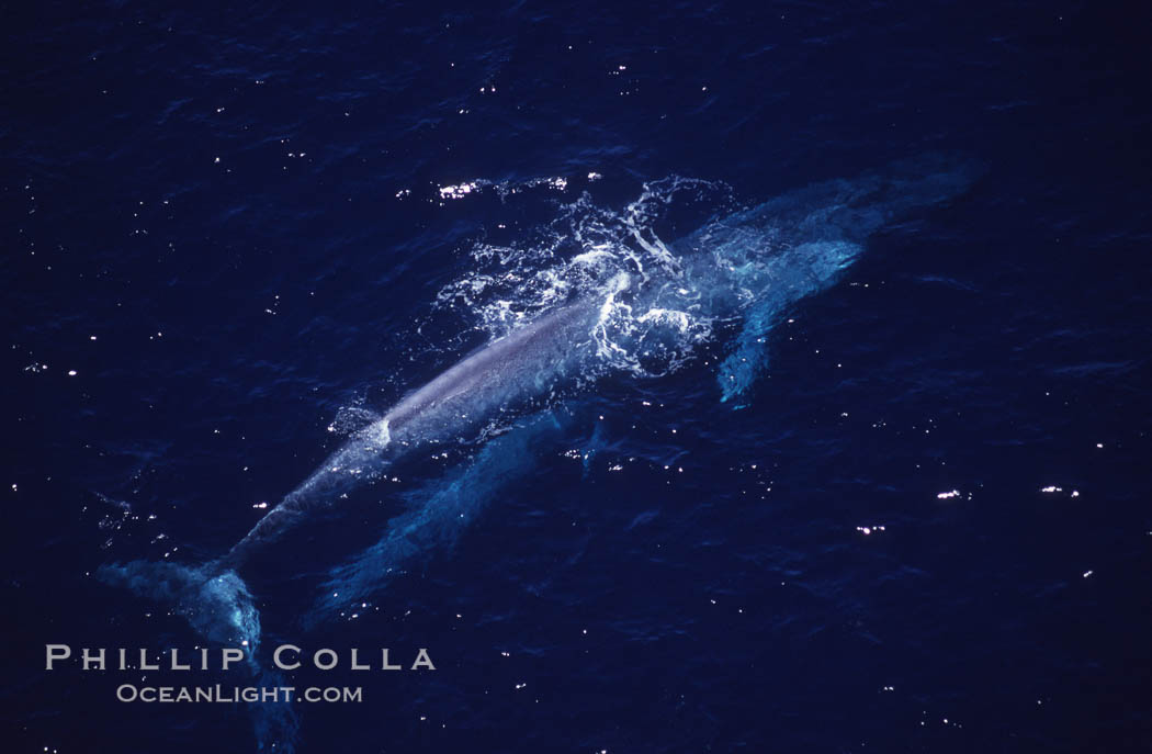 Blue whale mother and calf,  Baja California (Mexico)., Balaenoptera musculus, natural history stock photograph, photo id 03353