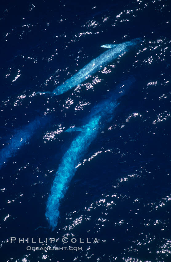 Four blue whales (including calf) socializing,  Baja California (Mexico)., Balaenoptera musculus, natural history stock photograph, photo id 03357