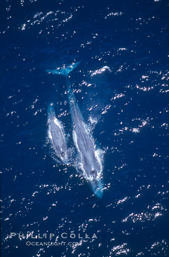 Blue whale mother and calf,  Baja California (Mexico)., Balaenoptera musculus, natural history stock photograph, photo id 03365