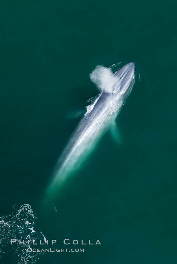 Blue whale, exhaling as it surfaces from a dive, aerial photo. The blue whale is the largest animal ever to have lived on Earth, exceeding 100' in length and 200 tons in weight. Redondo Beach, California, USA, Balaenoptera musculus, natural history stock photograph, photo id 26410