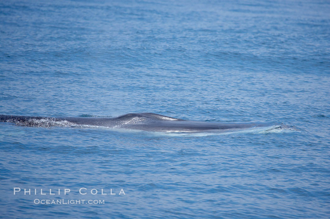 Fin whale.  The distinctive white coloration on the right lower jaw of all fin whales is seen just below the surface.  Coronado Islands, Mexico (northern Baja California, near San Diego). Coronado Islands (Islas Coronado), Balaenoptera physalus, natural history stock photograph, photo id 12770
