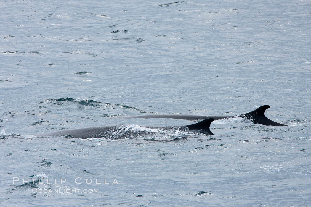 Fin whale. Scotia Sea, Southern Ocean, Balaenoptera physalus, natural history stock photograph, photo id 24706