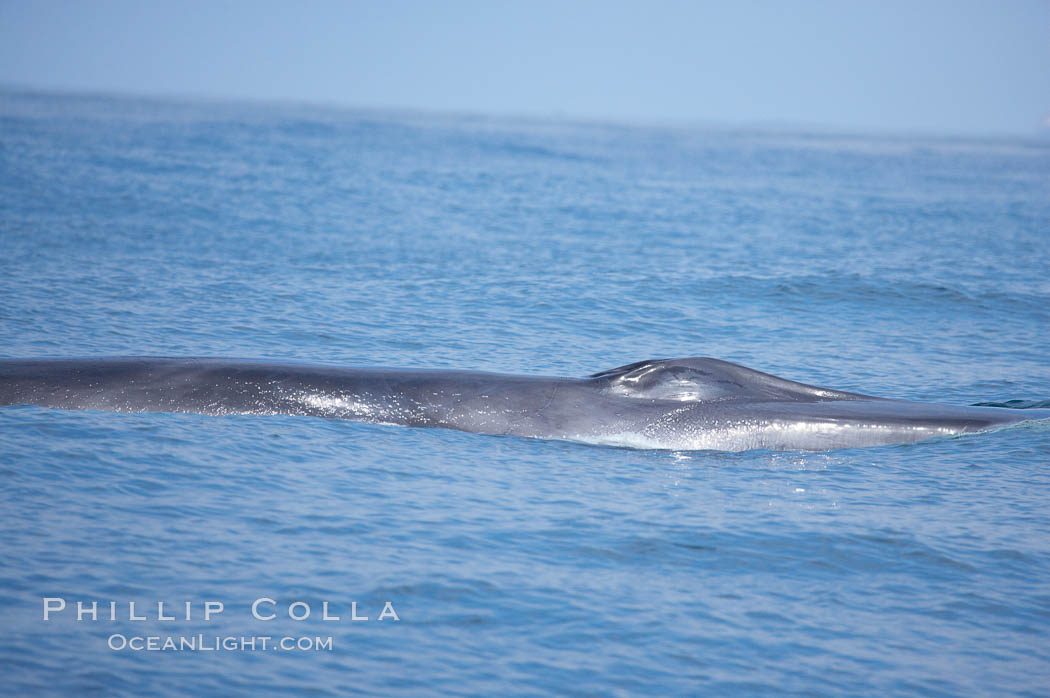 Fin whale.  Coronado Islands, Mexico (northern Baja California, near San Diego). Coronado Islands (Islas Coronado), Balaenoptera physalus, natural history stock photograph, photo id 12776