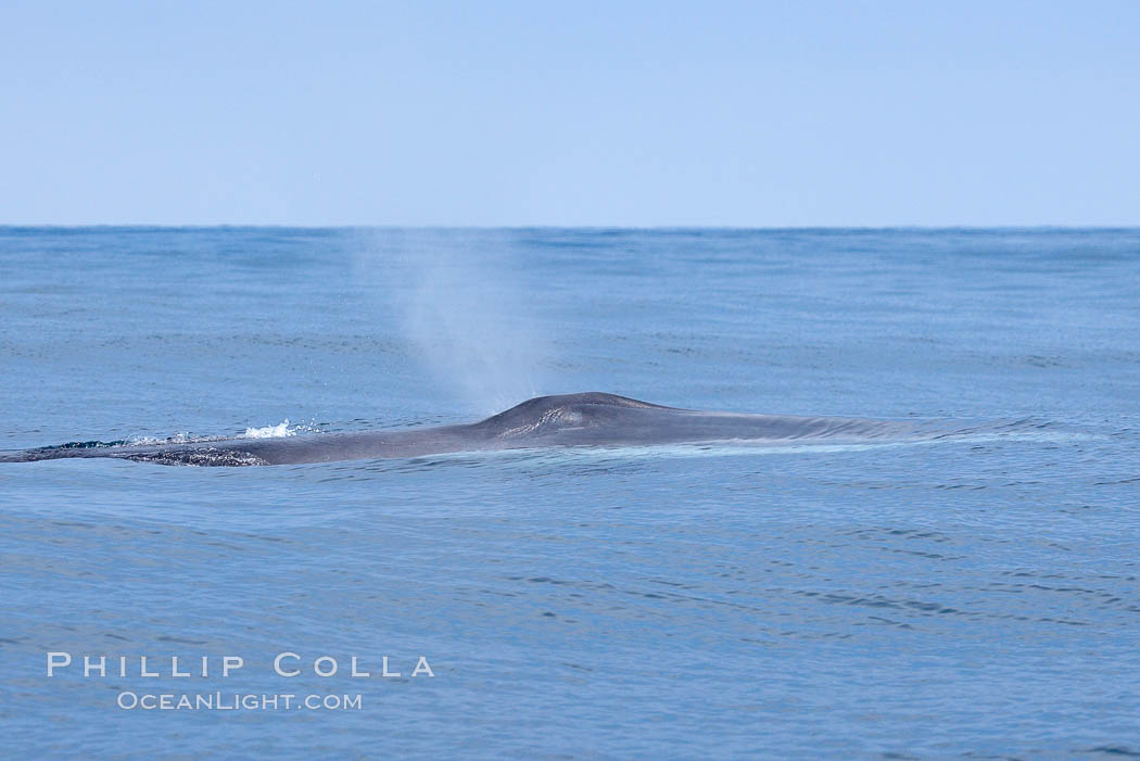 Fin whale.  Coronado Islands, Mexico (northern Baja California, near San Diego). Coronado Islands (Islas Coronado), Balaenoptera physalus, natural history stock photograph, photo id 12788