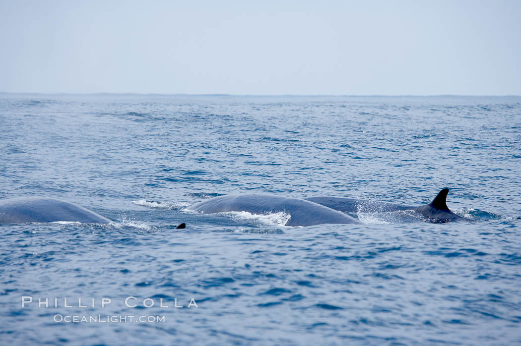Three fin whales swim at the surface between dives.  Coronado Islands, Mexico (northern Baja California, near San Diego). Coronado Islands (Islas Coronado), Balaenoptera physalus, natural history stock photograph, photo id 12779