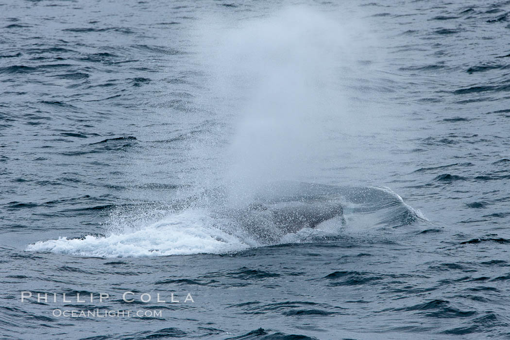 Fin whale. Scotia Sea, Southern Ocean, Balaenoptera physalus, natural history stock photograph, photo id 24729