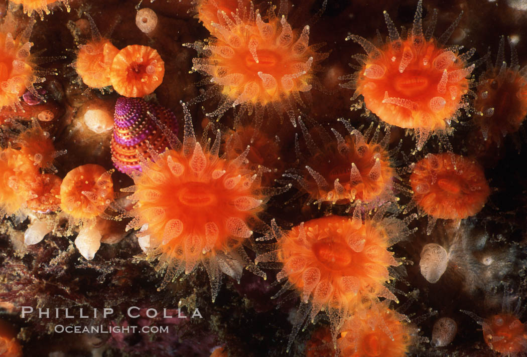 Orange cup coral. Monterey, California, USA, Balanophyllia elegans, natural history stock photograph, photo id 02559