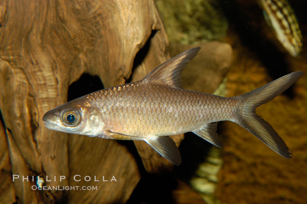 Bala shark, a freshwater fish native to the rivers of Thailand, Borneo and Sumatra, grows to about 14 inches long., Balantiocheilus melanopterus, natural history stock photograph, photo id 09323