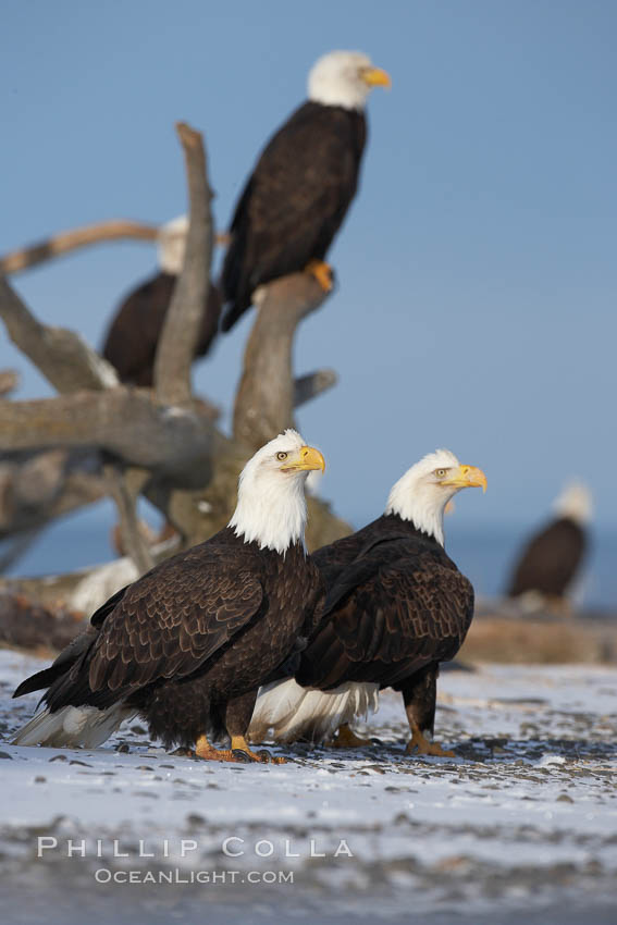 Several bald eagles stand on snow covered ground or drift wood. Kachemak Bay, Homer, Alaska, USA, Haliaeetus leucocephalus, Haliaeetus leucocephalus washingtoniensis, natural history stock photograph, photo id 22630