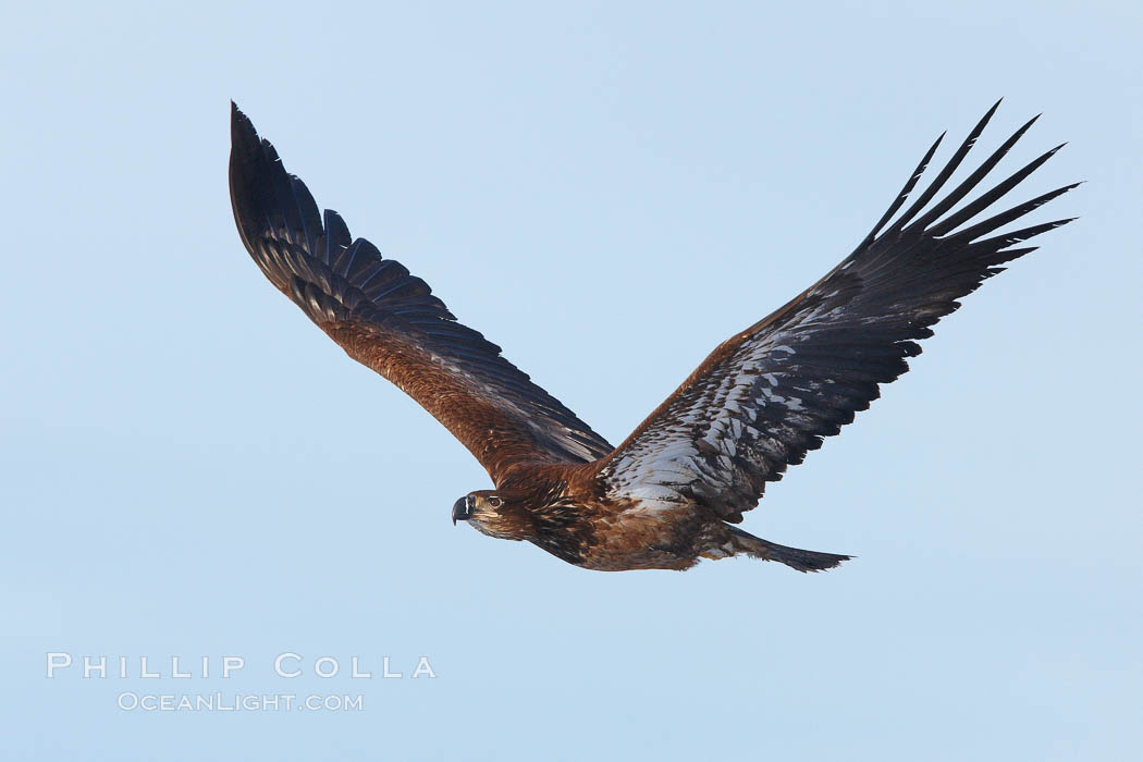 Juvenile bald eagle in flight, first year plumage coloration, wings raised, brown beak.  Immature coloration showing white speckling on feathers. Kachemak Bay, Homer, Alaska, USA, Haliaeetus leucocephalus, Haliaeetus leucocephalus washingtoniensis, natural history stock photograph, photo id 22718