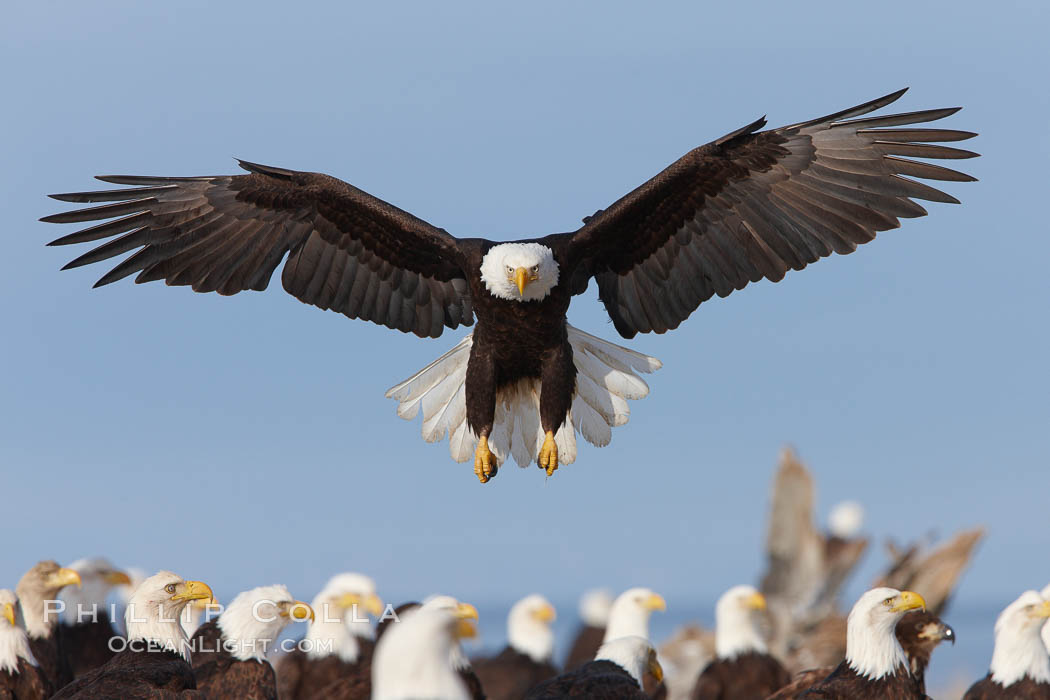 Bald eagle spreads its wings to land amid a large group of bald eagles. Kachemak Bay, Homer, Alaska, USA, Haliaeetus leucocephalus, Haliaeetus leucocephalus washingtoniensis, natural history stock photograph, photo id 22588