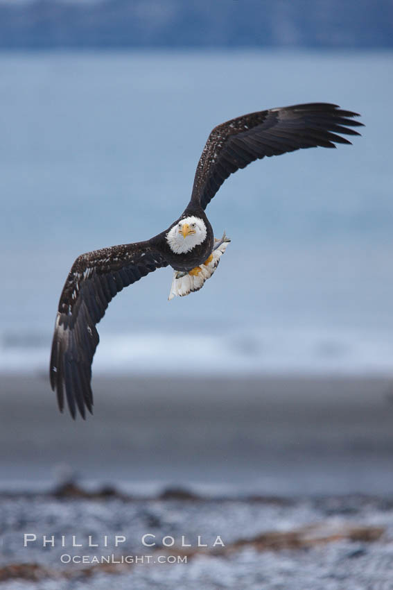 Bald eagle in flight over snow-dusted beach, Kachemak Bay. Homer, Alaska, USA, Haliaeetus leucocephalus, Haliaeetus leucocephalus washingtoniensis, natural history stock photograph, photo id 22628