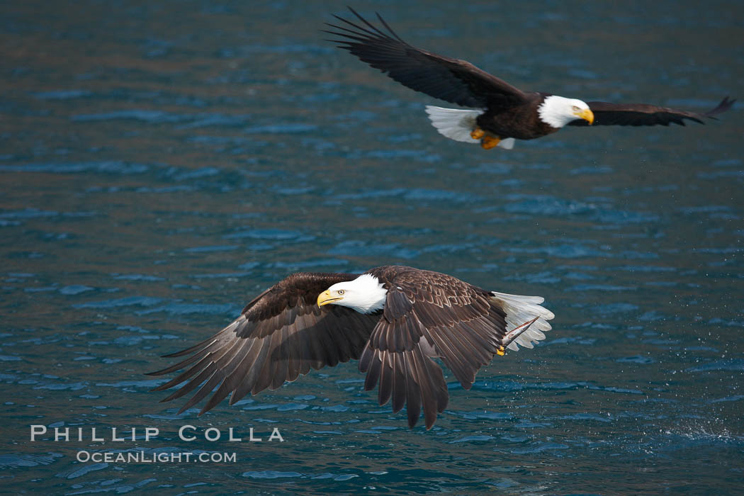 Bald eagle in flight drips water as it carries a fish in its talons that it has just pulled from the water. Kenai Peninsula, Alaska, USA, Haliaeetus leucocephalus, Haliaeetus leucocephalus washingtoniensis, natural history stock photograph, photo id 22668