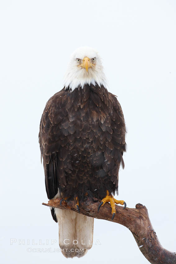 Bald eagle on wood perch, overcast sky and snow. Kachemak Bay, Homer, Alaska, USA, Haliaeetus leucocephalus, Haliaeetus leucocephalus washingtoniensis, natural history stock photograph, photo id 22775