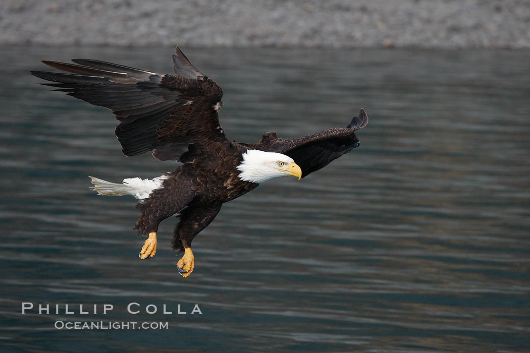 Bald eagle, flying low over the water. Kenai Peninsula, Alaska, USA, Haliaeetus leucocephalus, Haliaeetus leucocephalus washingtoniensis, natural history stock photograph, photo id 22799