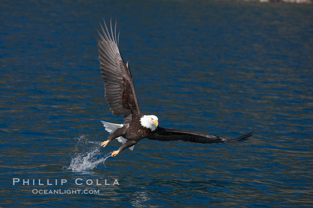 Bald eagle makes a splash while in flight as it takes a fish out of the water. Kenai Peninsula, Alaska, USA, Haliaeetus leucocephalus, Haliaeetus leucocephalus washingtoniensis, natural history stock photograph, photo id 22709