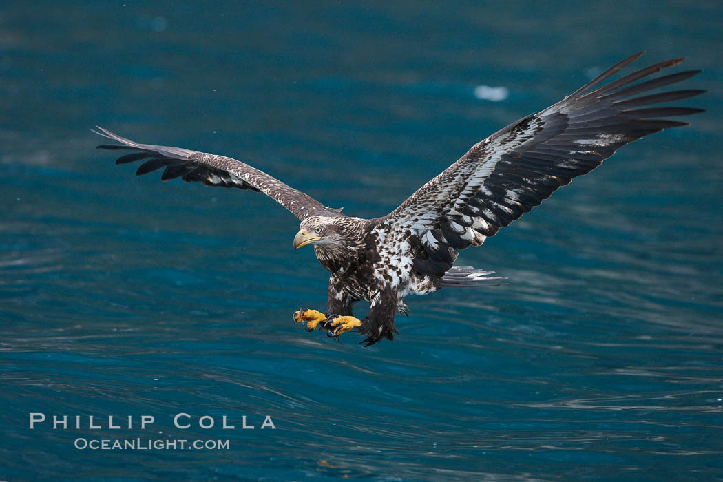 Bald eagle, flying low over the water. Kenai Peninsula, Alaska, USA, Haliaeetus leucocephalus, Haliaeetus leucocephalus washingtoniensis, natural history stock photograph, photo id 22821
