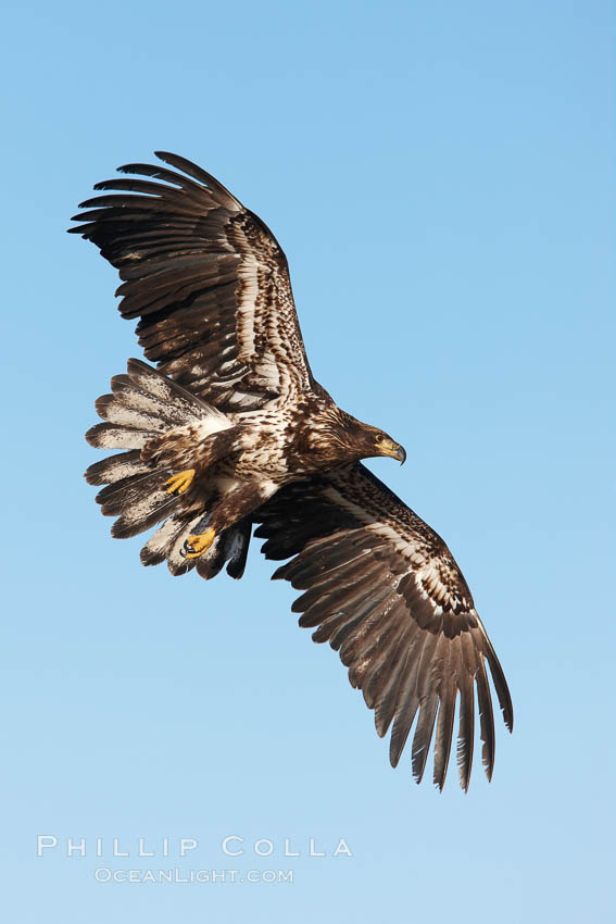 Juvenile bald eagle in flight., Haliaeetus leucocephalus, Haliaeetus leucocephalus washingtoniensis, natural history stock photograph, photo id 22849