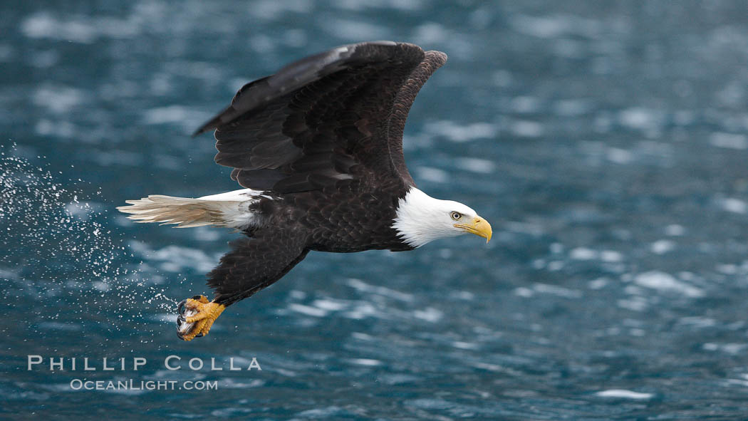 Bald eagle carrying a fish, it has just plucked out of the water. Kenai Peninsula, Alaska, USA, Haliaeetus leucocephalus, Haliaeetus leucocephalus washingtoniensis, natural history stock photograph, photo id 22818